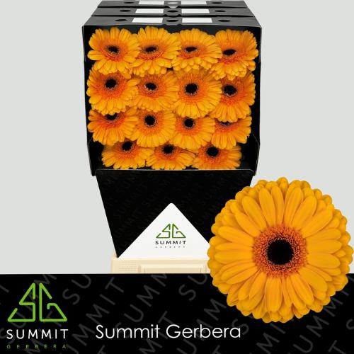 Gerbera grootbloemig 'Oaklyn'