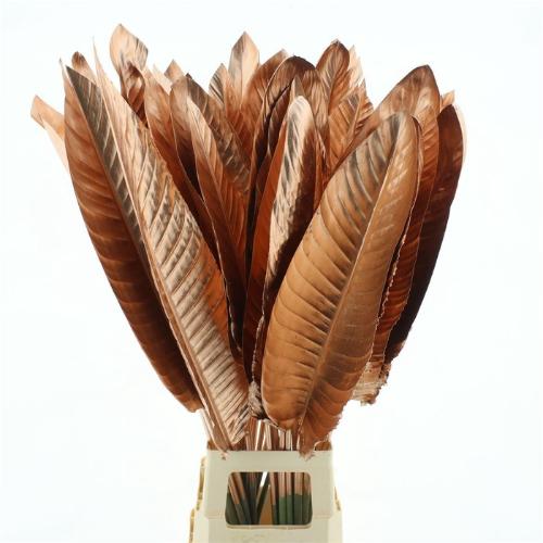 Strelitzia reginae (blad)