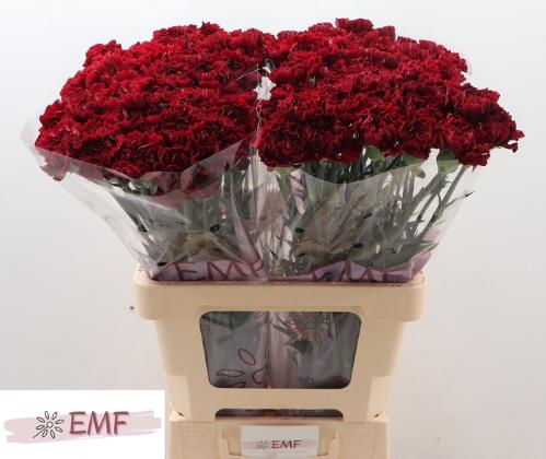Dianthus standaard Grace