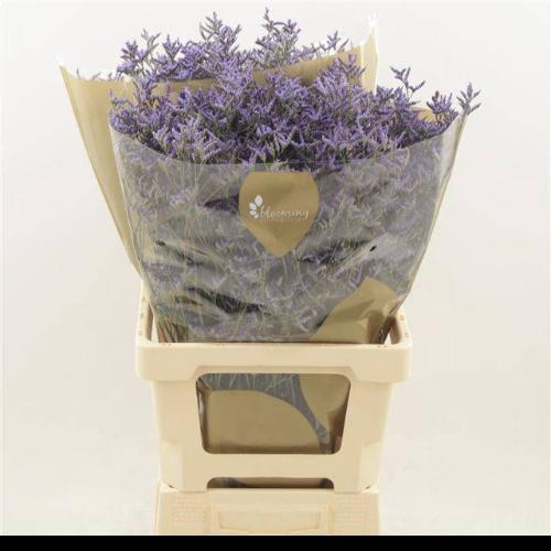 Limonium Safora Dark Blue