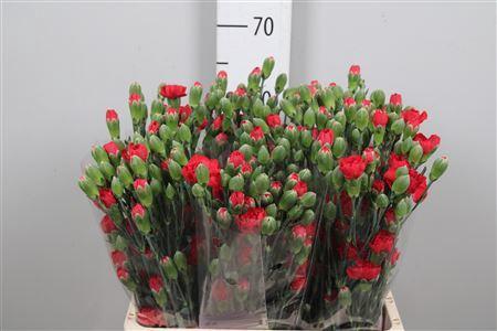 Dianthus tros 'Red Diamonds'