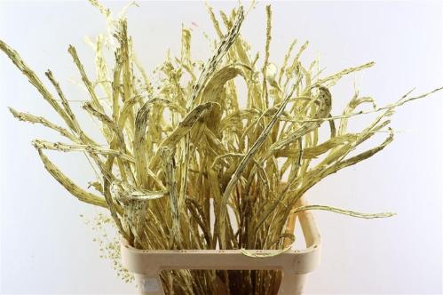 Salix kleurbehandeld H%