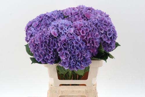 Hydrangea macrophylla Cassanova