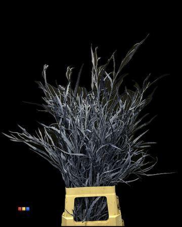 Decoratiegroen kleurbehandeld per bos H%