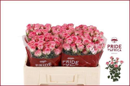 Rosa tros Tralala
