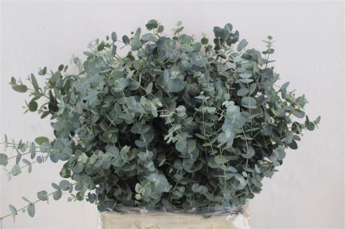 Eucalyptus per bos gunnii