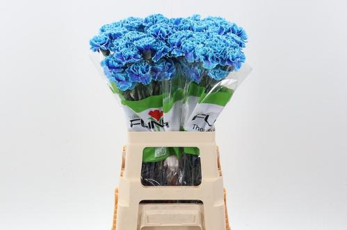 Dianthus standaard kleurbehandeld H%