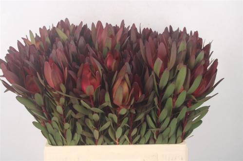 Leucadendron 'Safari Sunset'