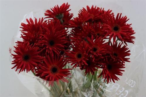 Gerbera mini krulvormig Pastini Soiree