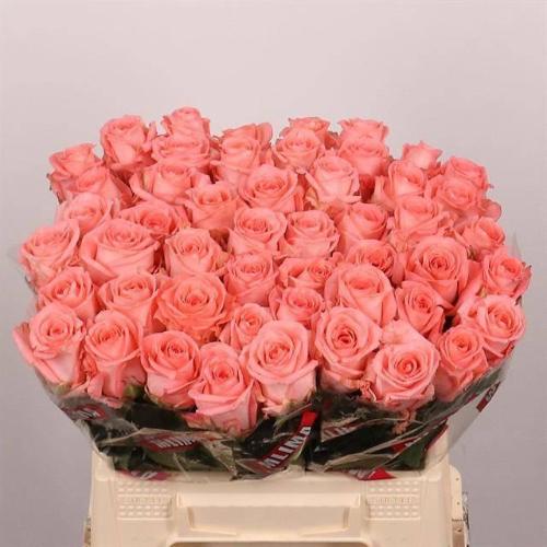 Rosa grootbloemig Unicorn