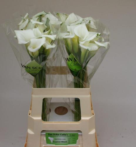 Zantedeschia 'Crystal Blush'