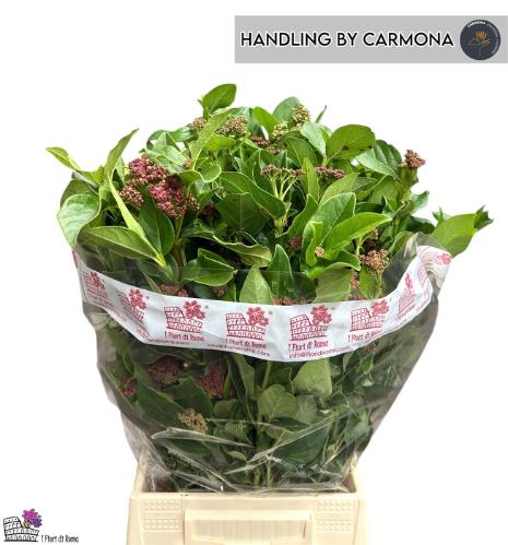 Viburnum tinus per bos 'Macrophyllum'