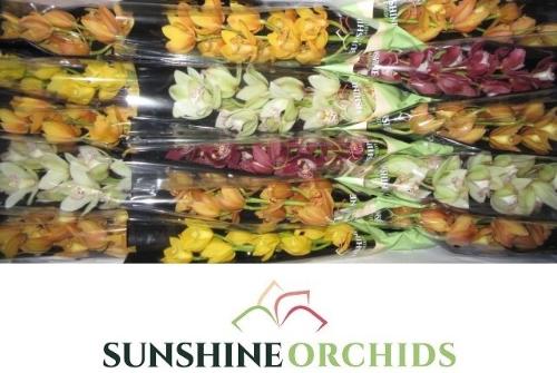 Cymbidium mini per tak gemengd