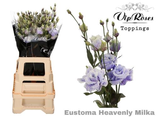 Eustoma russellianum gevuldbloemig kleurbehandeld H%