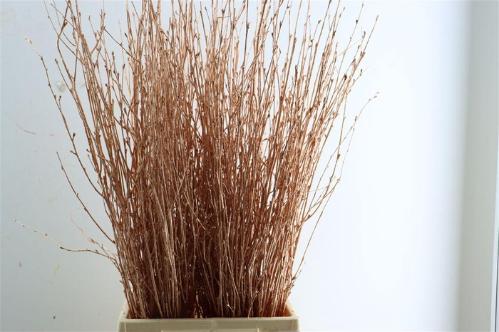 Betula kleurbehandeld H%