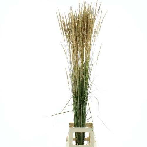 Calamagrostis brachytricha