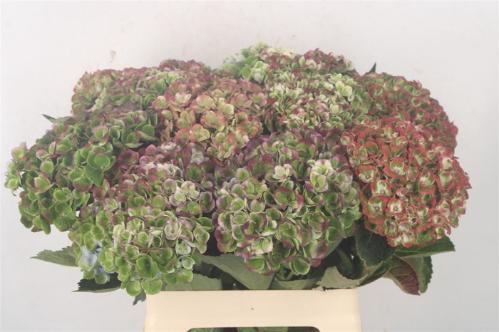 Hydrangea macrophylla Magical Revolution (classic)