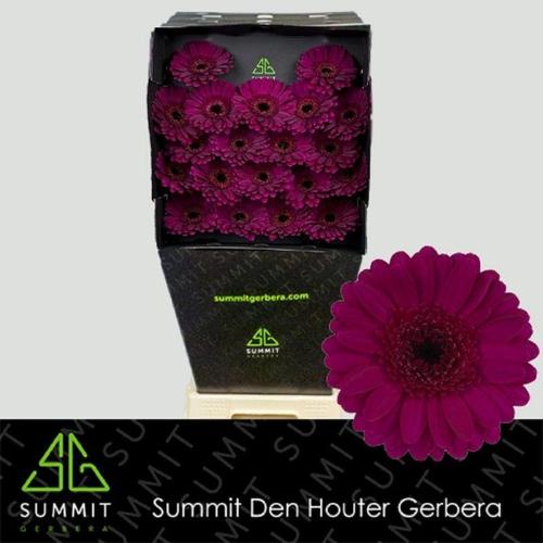 Gerbera mini Impact