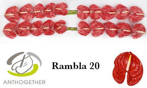 Anthurium (Andreanum Grp) Rambla