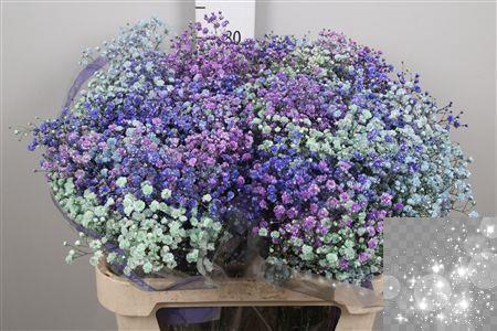 Gypsophila overig kleurbehandeld H%