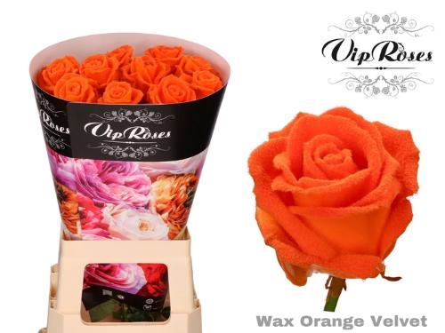 Rosa grootbloemig gewaxt H%