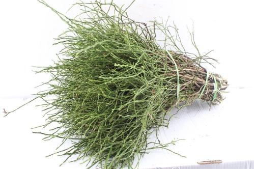 Vaccinium myrtillus per bos