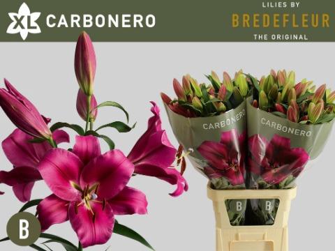 Lilium Oriental x Trumpet Grp 'Carbonero'
