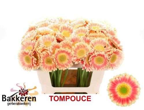 Gerbera mini 'Tompouce'