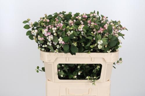 Symphoricarpos Magical Charming Fantasy