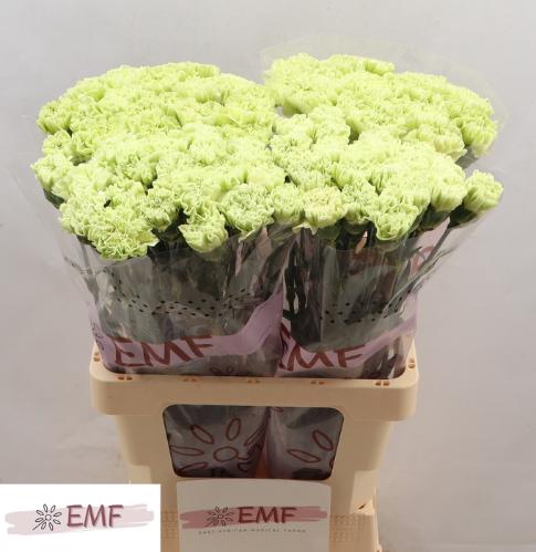 Dianthus standaard Alessandria