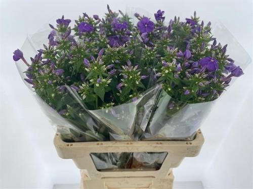 Phlox Paniculata Grp 'Crissy'