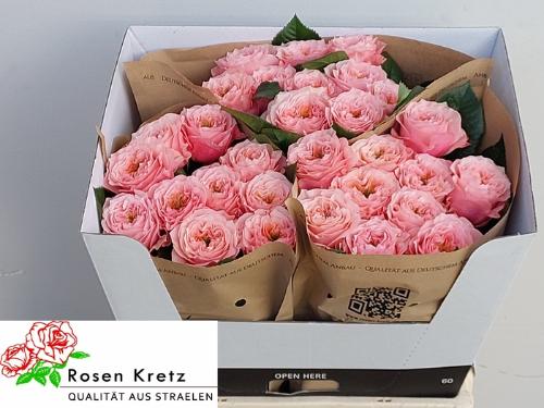 Rosa grootbloemig Elena