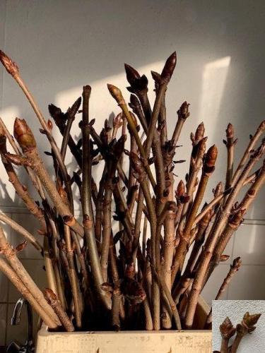 Kastanje-tak (Aesculus)