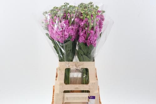 Matthiola incana 'Mathilda Rose'