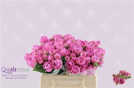 Rosa tros Purple Bubbles