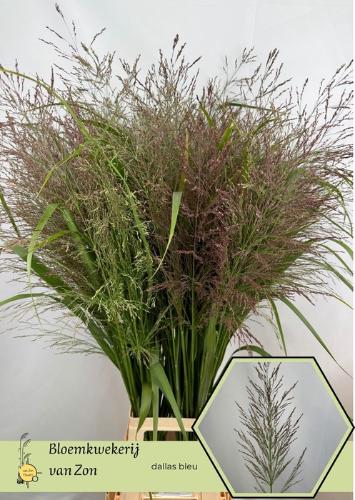 Panicum virgatum 'Dallas Blues'