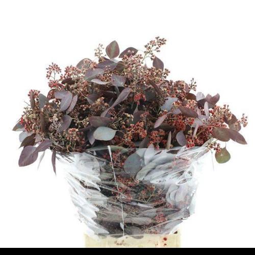 Eucalyptus polyanthemos (fruit) kleurbehandeld per bos H%