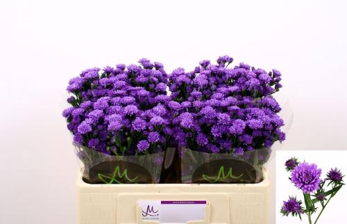 Aster Novi-belgii Grp Astee Dark Milka