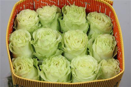Rosa grootbloemig Lemonade