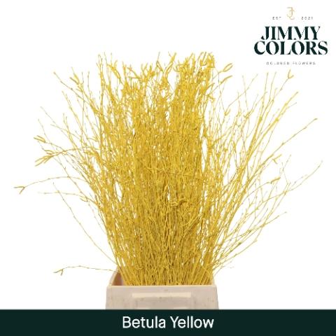 Betula kleurbehandeld H%