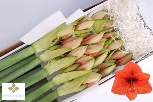 Hippeastrum Galaxy Grp 'Desire'