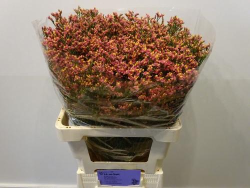 Limonium sinensis Maxima Diamond