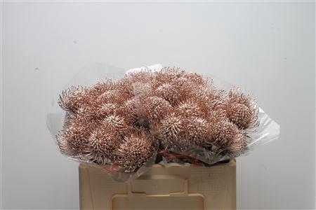 Leucospermum 'Naomi' kleurbehandeld H%