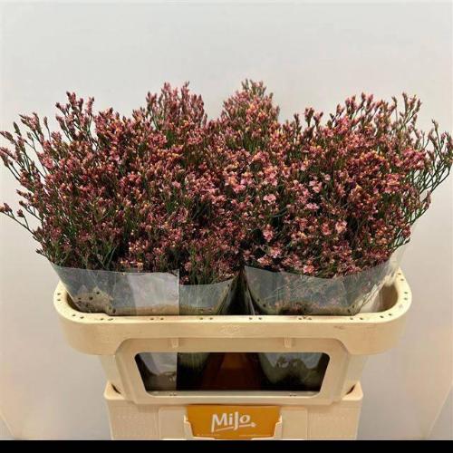 Limonium sinensis Maxima Diamond