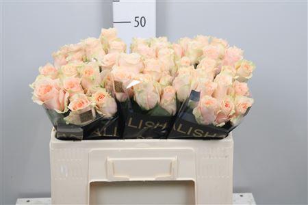 Rosa grootbloemig Harmony in Peach