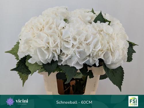 Hydrangea macrophylla 'Schneeball'