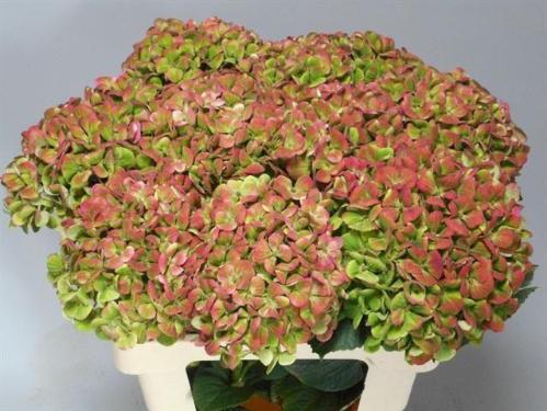 Hydrangea macrophylla Magical Coral (classic)