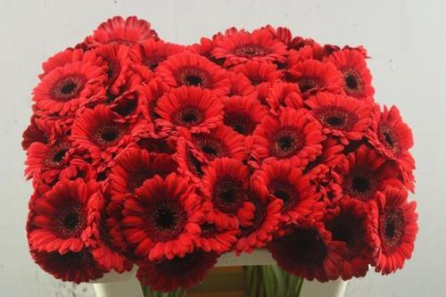 Gerbera mini Red Ruby