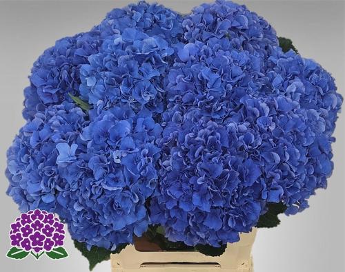 Hydrangea macrophylla Royal Parade
