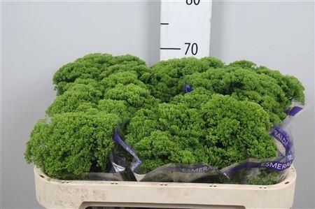 Trachelium caeruleum Jade